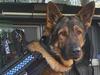 Technology and police dog Rusty track down alleged car thieves