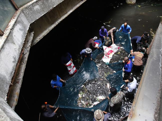 Thai officers use a net to catch fish at basement of the abandoned shopping mall in Bangkok ,Thailand Tuesday, Jan. 13, 2015. The mall , once an exotic attraction among locals and tourists who came to see the fish, is scheduled to be demolished soon. (AP Photo/Sakchai Lalit)