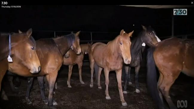 A screenshot from the ABC report on the mass slaughter of racehorses.