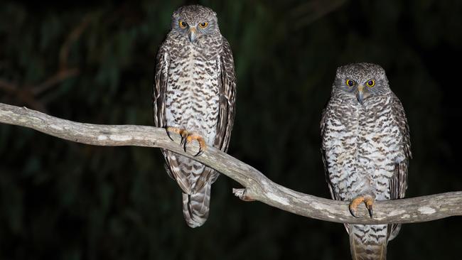 Powerful owls live in the 52,853ha area earmarked for national park status.