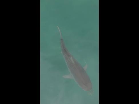 Paddle boarder has close encounter with huge tiger shark