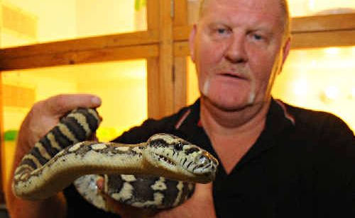 Snake catcher Alex Meszaros warns people that carpet pythons and less friendly-natured snakes can pop up anywhere and at any time. . Picture: Max Fleet