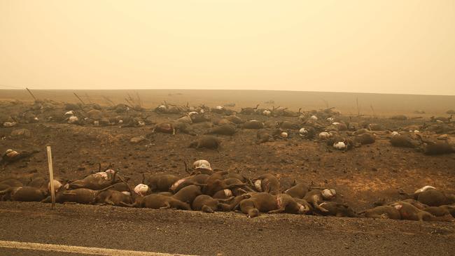 Burnt livestock in the Snowy Mountains town of Batlow after severe fire raced through the town on Saturday. Picture: Rohan Kelly