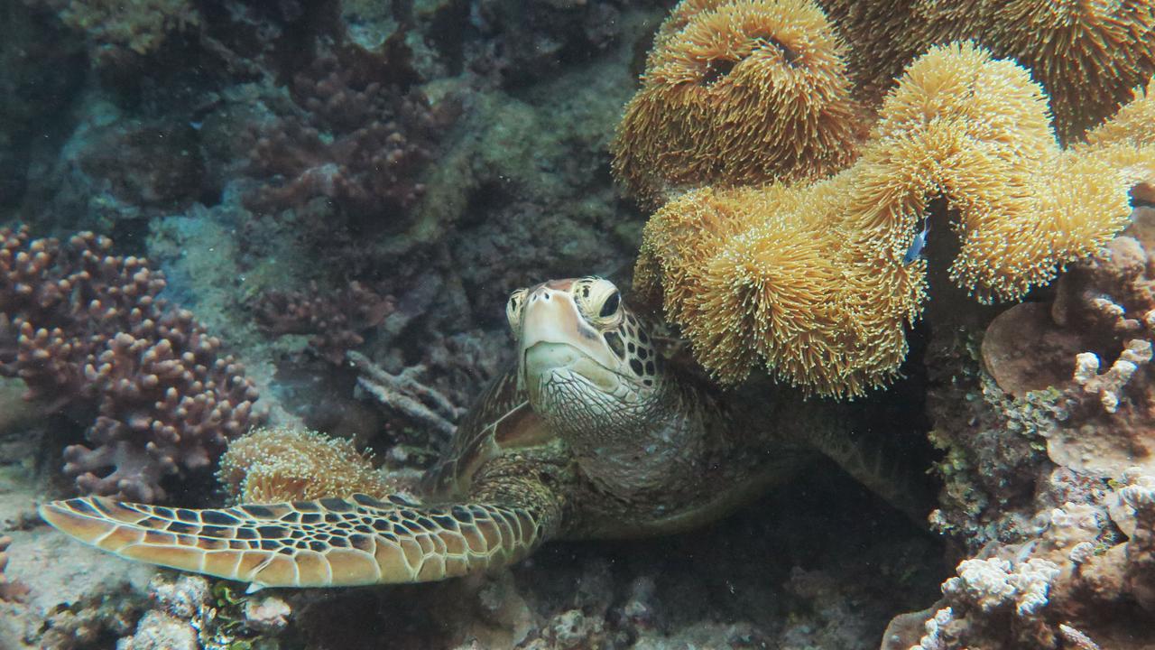 A green turtle at Saxon Reef, part of the World Heritage listed Great Barrier Reef Marine Park off the coast of Cairns. Picture: Brendan Radke