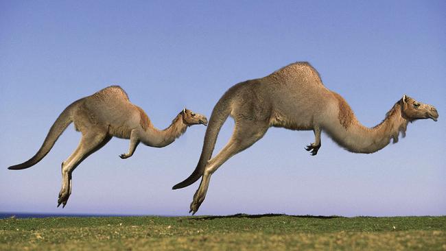 It’s a camel, no it’s a roo, it’s a leaping camel kangaroo. Picture: Supplied