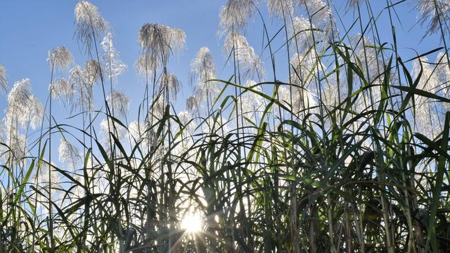 Sugar cane ready for harvest ahead of the 2021 crush. Photograph: Cameron Bates