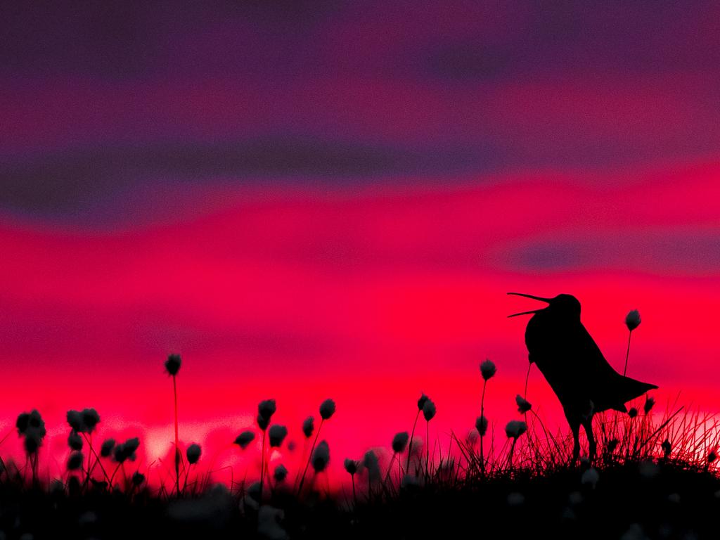 Bird Photographer of the Year Awards 2017. Great Snipe Category: Birds in the Environment . Photographer: Torsten Green-Petersen Location: Jämtland Sweden