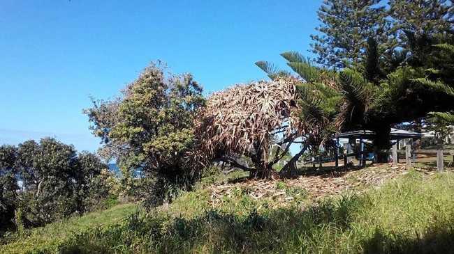 Trees between Yamba's Convent and Pippi beaches destroyed by vandals. Picture: Clarence Valley Council