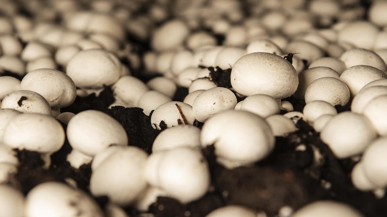 Button mushroom sales are falling after the mysterious deaths. Picture: Zoe Phillips.