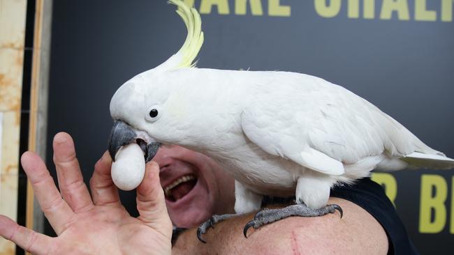 George has had a colourful history from his theft to finding out he is actually a she. Picture: AAP Image/Craig Wilson