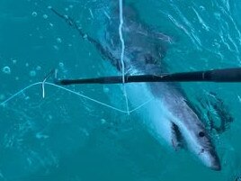 One of the great white sharks spotted near Cape Jaffa. PICTURE: RecFish SA