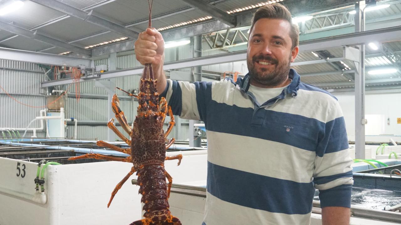 Limestone Coast Rock Lobster Prices Drop For Christmas As China Trade War Continues The Advertiser