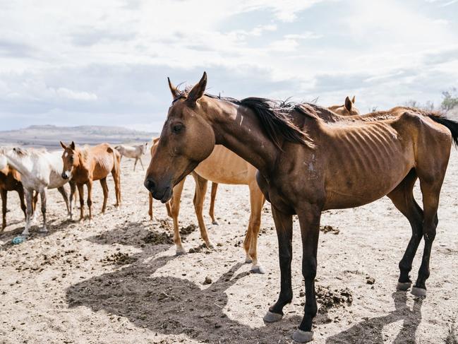 Convicted stockman shouldn’t have kept horses: Animal group