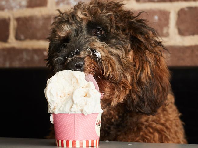 A labradoodle eating dog-friendly gelato because … just because. Share your favourite doggo stories at the Sunday Book Club Facebook page (link above).