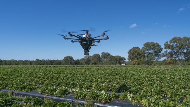 Tech-savvy strawberry growers are deploying stinger squadrons to combat pests attacking the state's fruit farms. Picture: Drone Agriculture