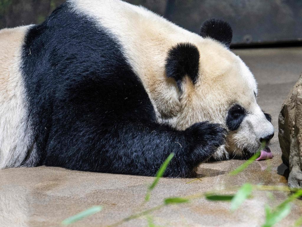 Goodbye, or Just Goodbye for Now? Pandas, Soft Power, and US-China