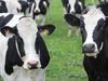 Dairy election results revealed