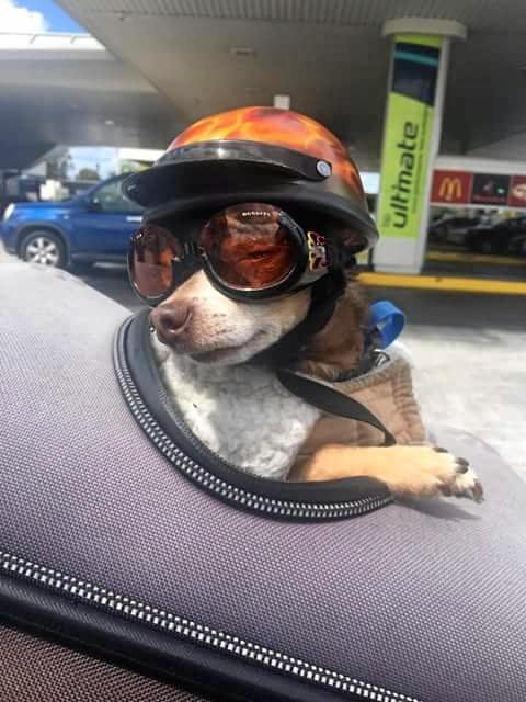 Dog on shop motorbike with helmet