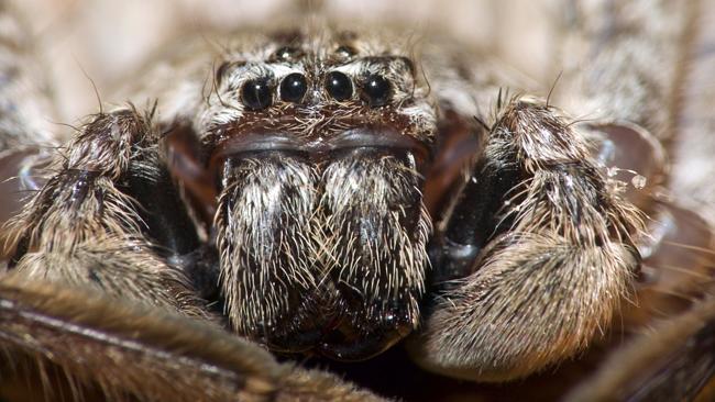 Mackay Man Captures Footage Of Huntsman Spider Trying To Eat A Mouse Au — Australias 3901