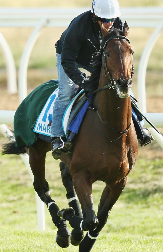 Marmelo gallops at the Werribee International Centre. Picture: Getty Images