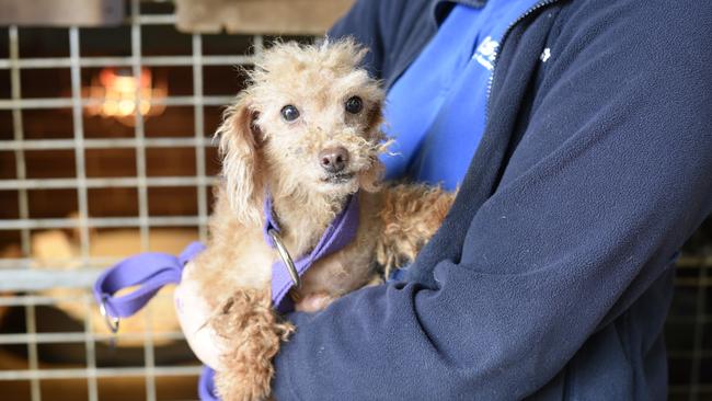 Pictures reveal the conditions the dogs were in when they were seized. Picture: RSPCA