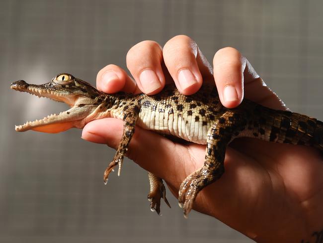 2016: One of the first Crocodylus Park crocodile hatchlings of the season.