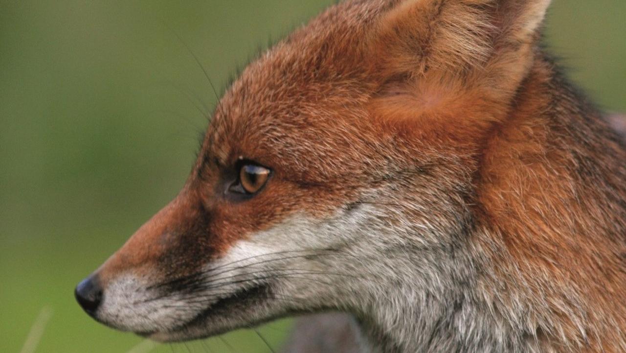 In Australia, foxes are an introduced predator that hunt wildlife.