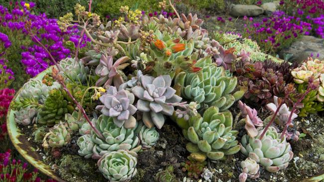 On display: A bowl of succulents by Attila Kapitany. Picture: Fawcett Media