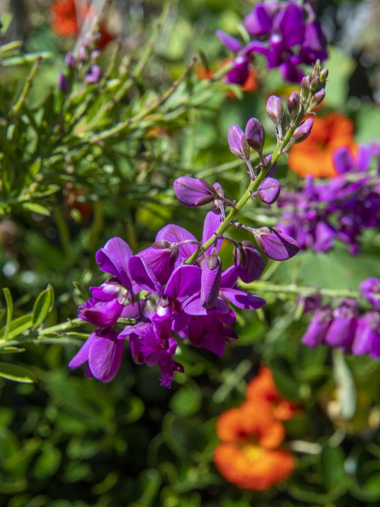 Ruby Brunner's Chronicle Garden Competition entered garden in Crown St. Picture: Nev Madsen.