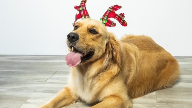 Henry the Golden Retriever is excited for Christmas, as he rocks some Christmas-themed reindeer antlers. Picture: Richard Walker