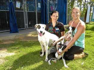 DE-SEX YOUR PETS: RSPCA volunteers Nicole Allison and Jolander Borchers with Lotus, Cleo and Zarli. Picture: Paul Braven GLA050417RSPCA