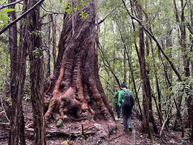 The track to Duck Hole Lake features some impressively large trees. Cape House travel. Picture: Philip Young