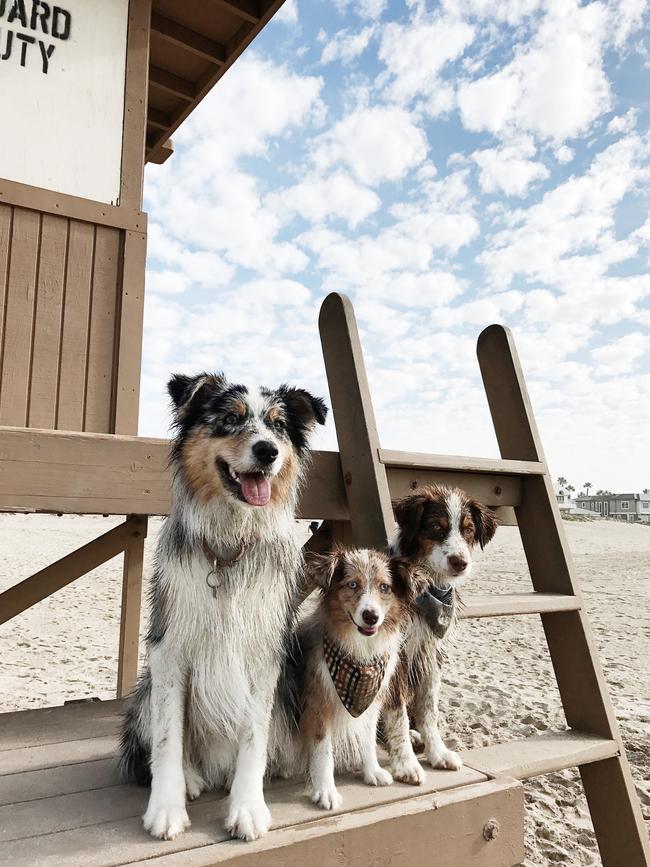 Lola the Mini Aussie ... “Life guarding hard with my crew” Picture: Instagram
