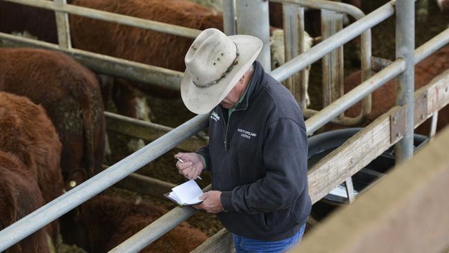 Action at the Leongatha store cattle sale on Friday, April 23, 2021.