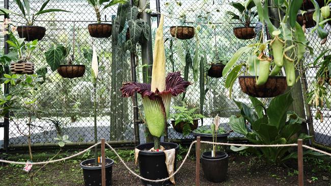 One of Cairns Botanic Gardens' Amorphophallus Titanium, also known as a Titan Arum or Corpse Flower, is currently in bloom, with the large flower emitting a foul smell similar to rotting flesh. The flower using the blooming scent to attracts bugs and insects for pollination, before wilting within 24 to 72 hours. Picture: Brendan Radke