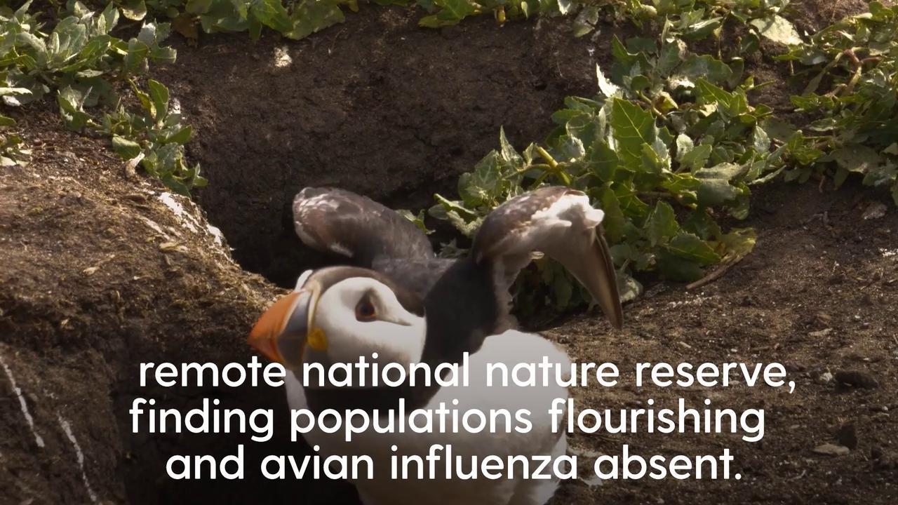 Puffin population declared ‘stable’ on Farne Islands after bird flu outbreak