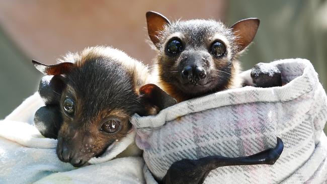 Flying foxes, also called fruit bats, are currently breeding in and around Cairns, prompting wildlife groups to stay alert for animals in distress. Two orphaned flying foxes, both about four-weeks-old. currently being cared for by FNQ Wildlife Rescue. Picture: Brendan Radke