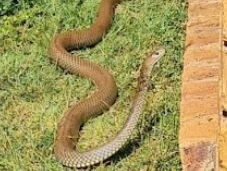 A southwest Brisbane local was shocked to find a deadly snake in their backyard. Picture: Hannah Smith, Facebook