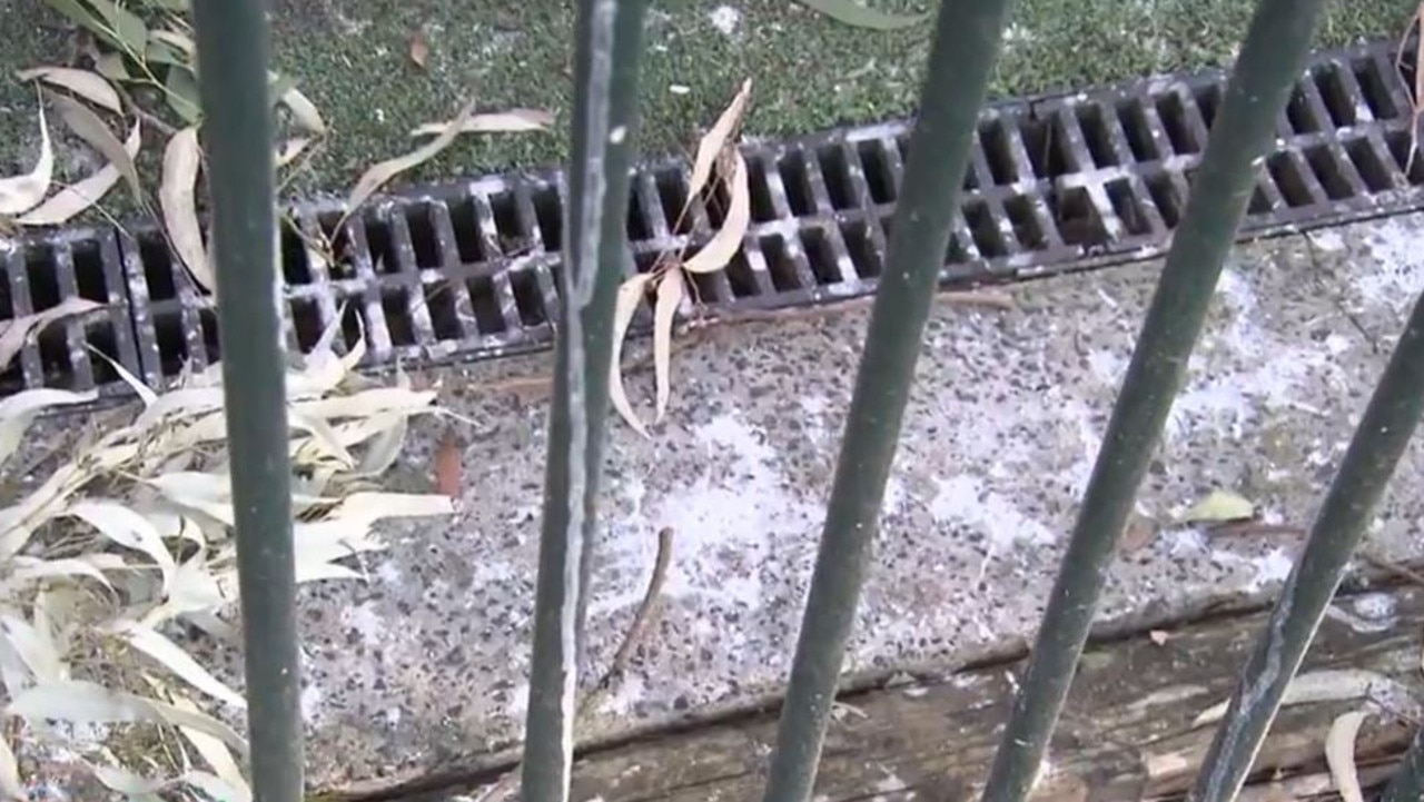 The birds have been dropping faeces on the school. Picture: ACA