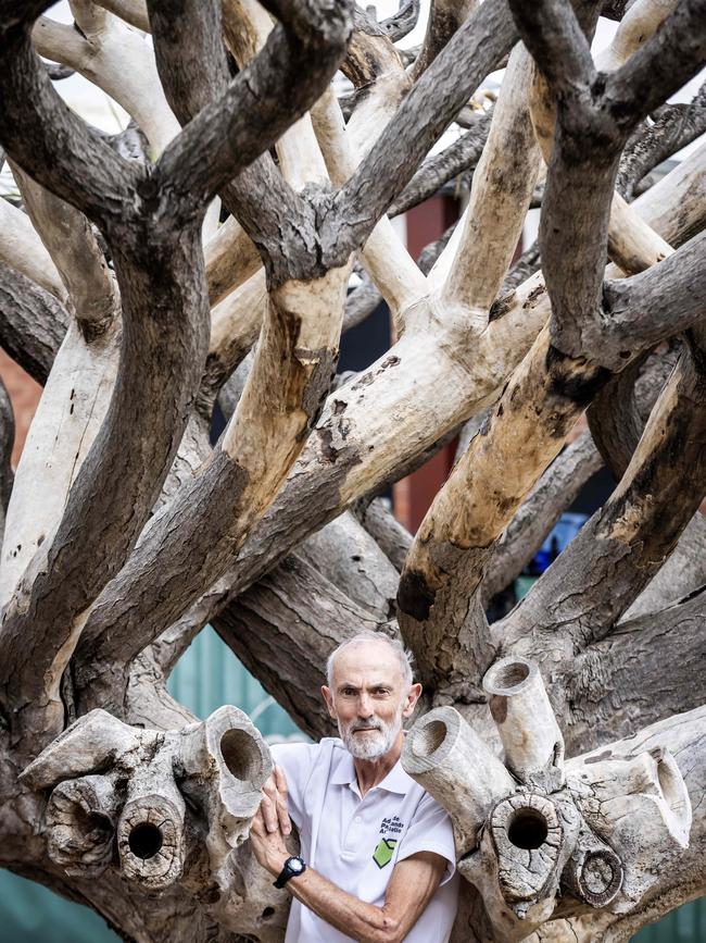 The rare tree in the Adelaide Park Lands has mysteriously died less than a third of the way into its 400-year average lifespan, prompting authorities to investigate why. Kelly Barnes