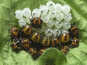 Brown marmorated stink bugs have infiltrated the Gold Coast. Picture: supplied