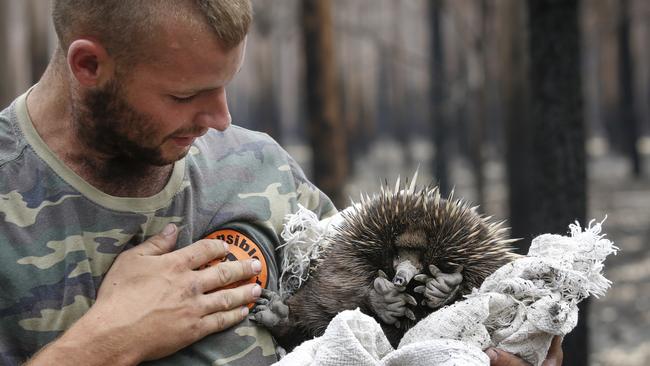 Patty Boyle rescues an echidna with a towel found wondering the ash-covered floor of a fire ravaged tree plantation. Picture: David Caird