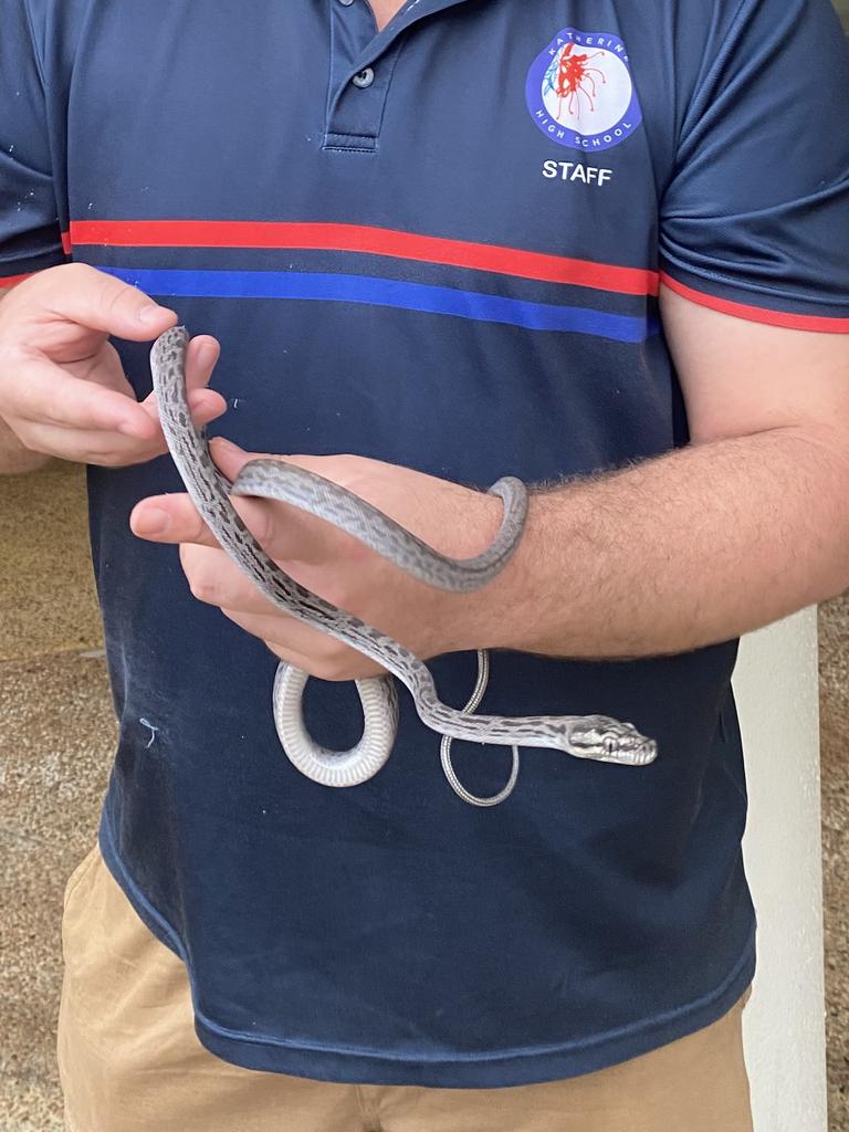 Katherine High School teacher Thomas Hennessey holds an Oenpelli python. Picture: Sierra Haigh