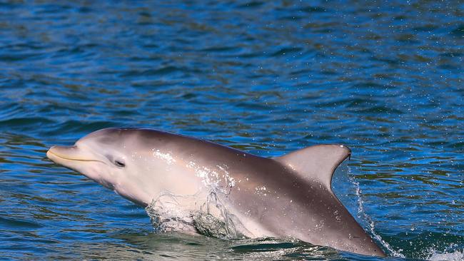 Charity Dolphin Research Australia is asking the public for help surveying dolphin populations in the Tweed's waterways.