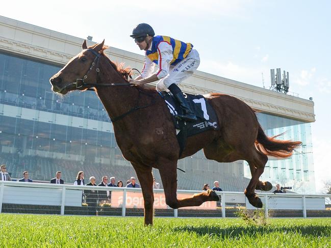 Jimmy The Bear is ready to win at Caulfield after two excellent efforts to start his autumn campaign. Picture: Racing Photos via Getty Images.