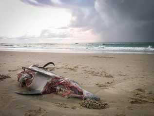 Jonathan Miller has warns surfers after discovering a dolphin with huge shark bites washed up on new Brighton beach