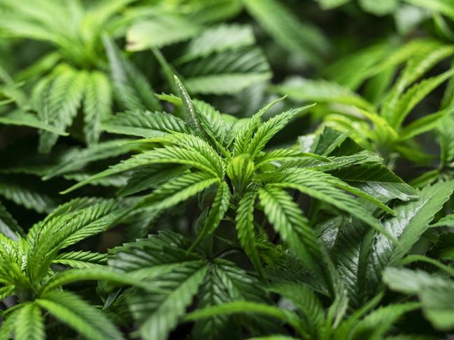 Cannabis plants grow inside a controlled environment in North Macedonia. Photographer: Konstantinos Tsakalidis/Bloomberg