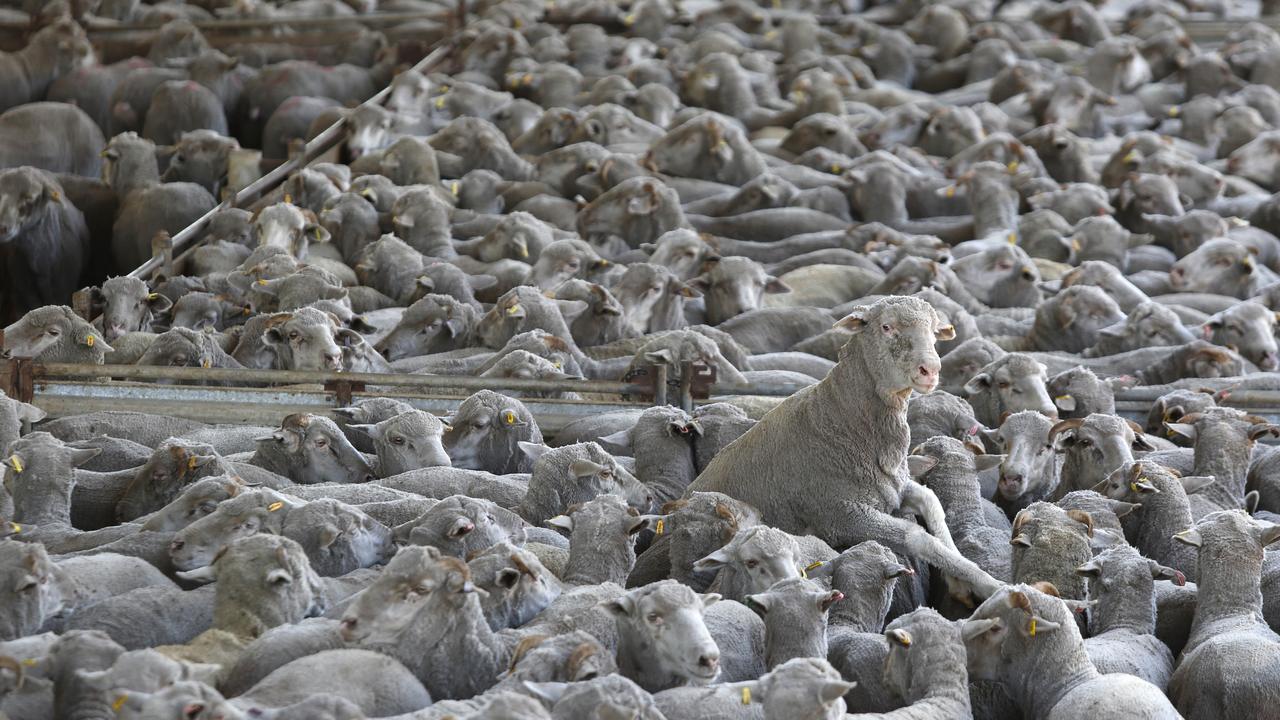 1st March 2023: Sheep in pins awaiting loading on trucks bound for port, for live export at Peel Feedlot, Mardella, WA. Picture: Philip Gostelow/The Australian