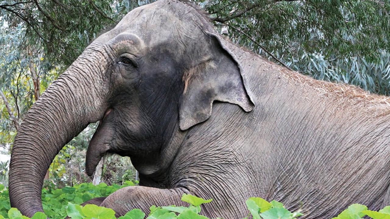 People in WA are in mourning following the death of Perth Zoo matriarch Tricia the elephant. Picture: Facebook