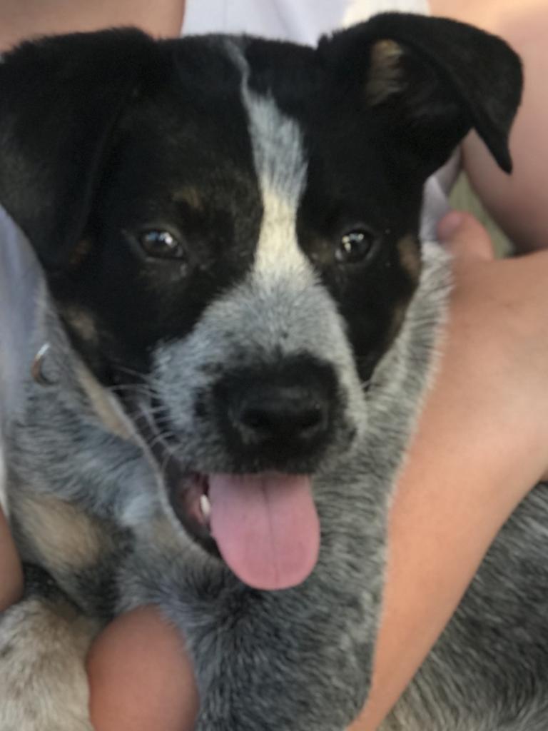 Cruz the rescue cattle dog cross, submitted by Tanya Dowd Chittaway Bay